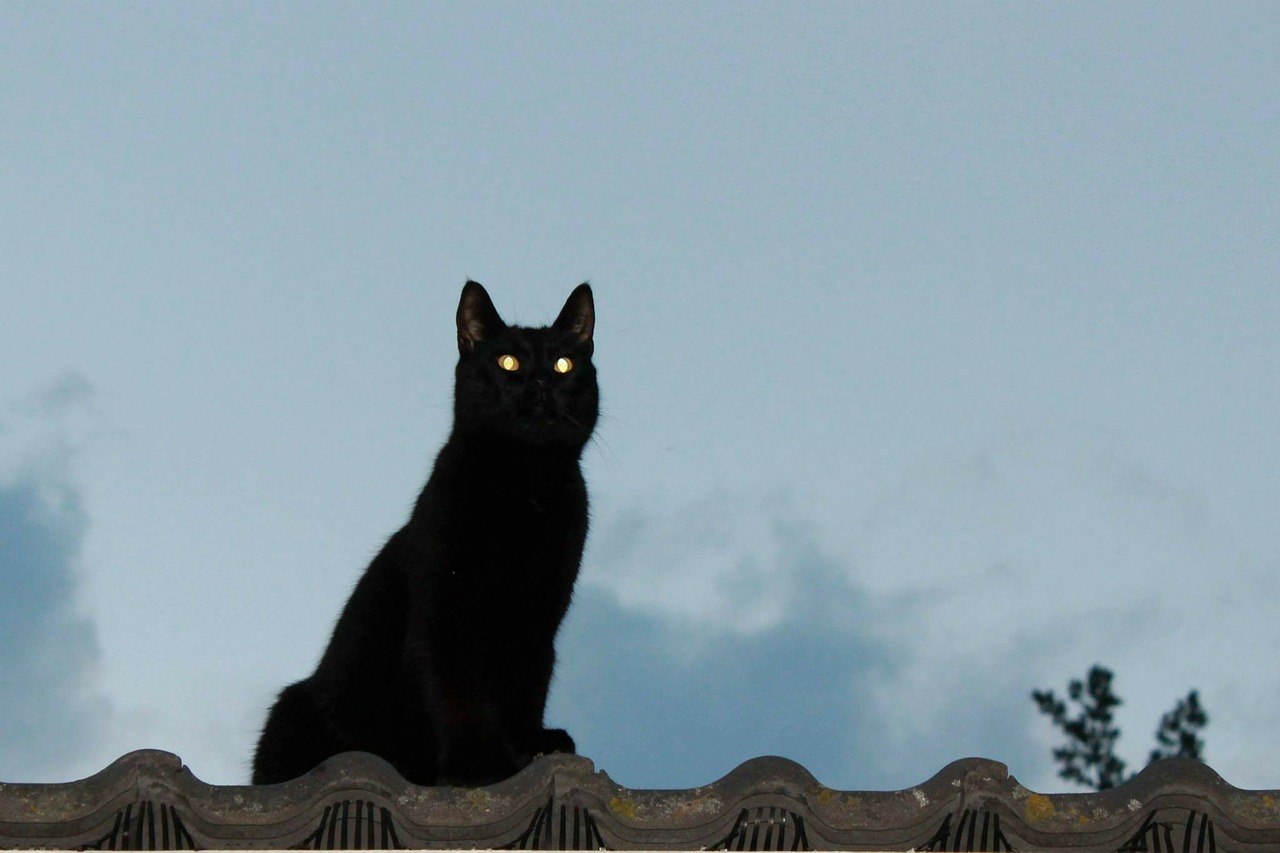 Veneno Miau