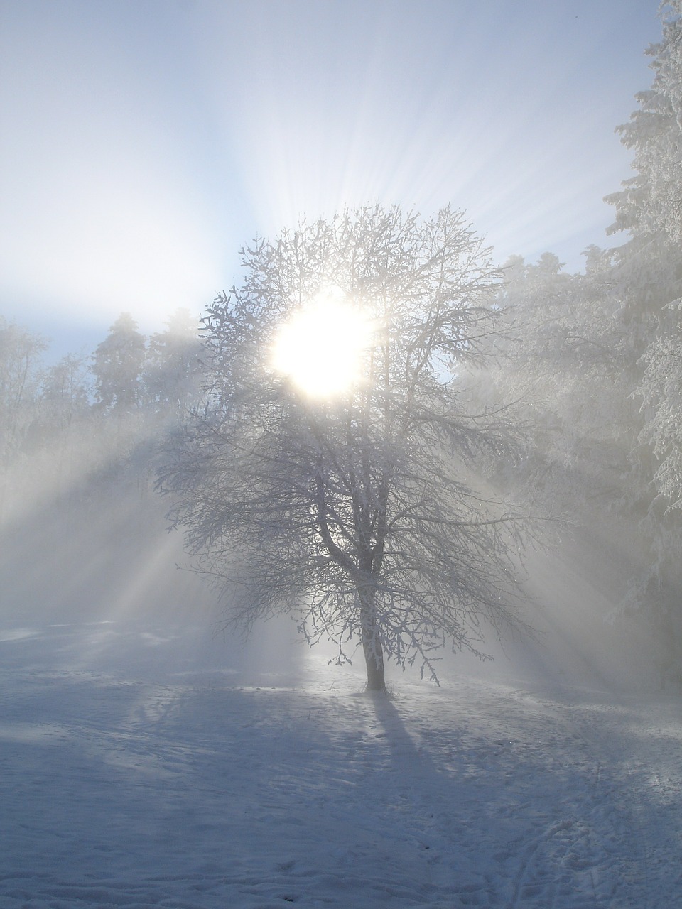 Mi Sol de Nieve