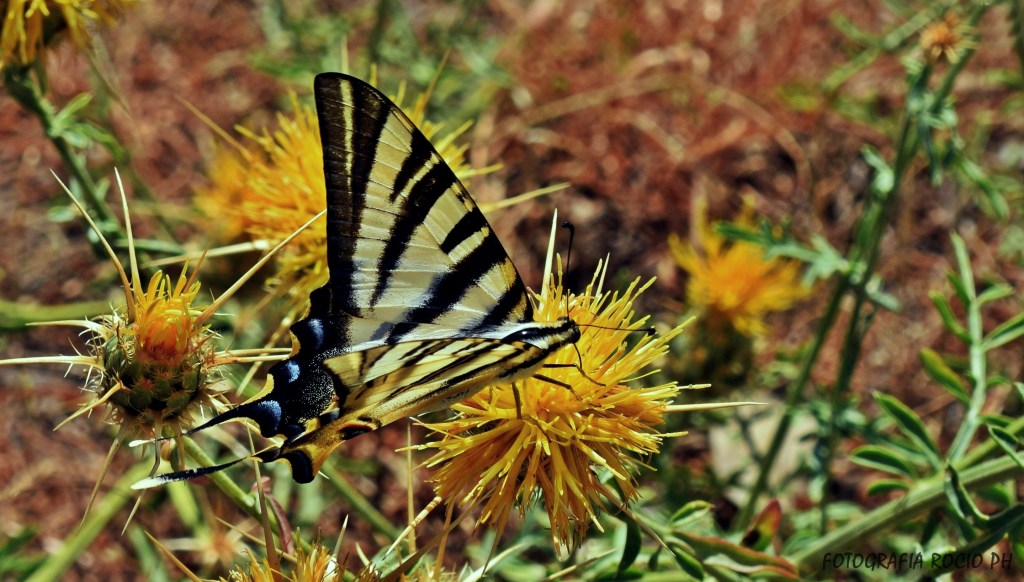Mariposa Oscura de Pétalos Mortíferos