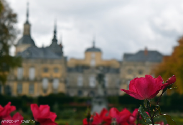 Flor de Palacio