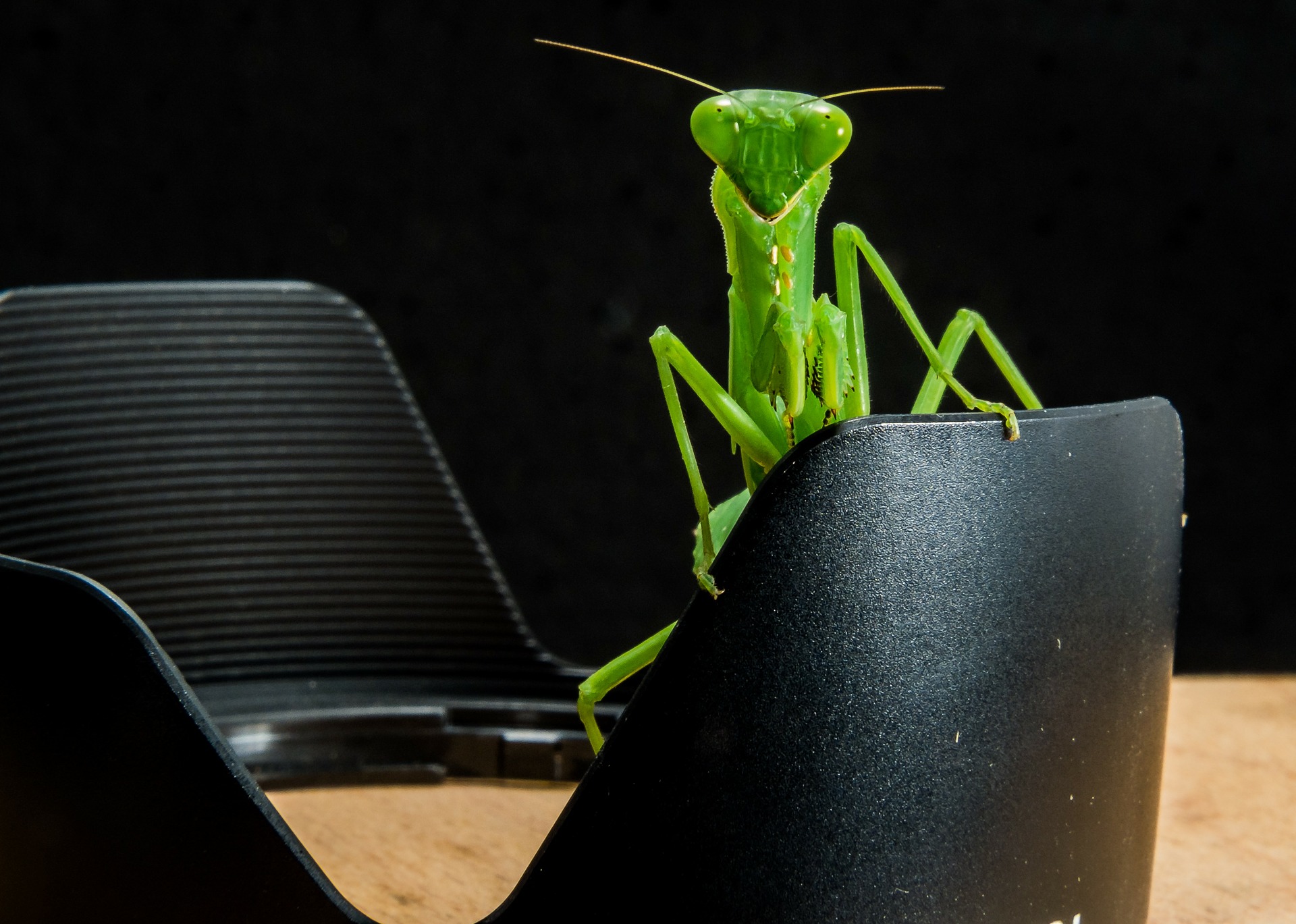 Mantis de Alfajor