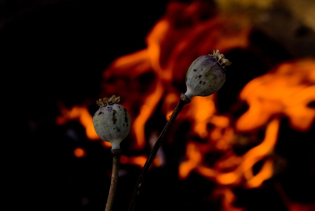 Alma del Verbo Silente al&nbsp;Amar