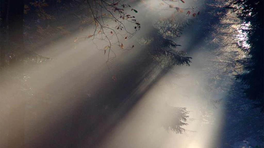 Mientras la Vida&nbsp;Perenne