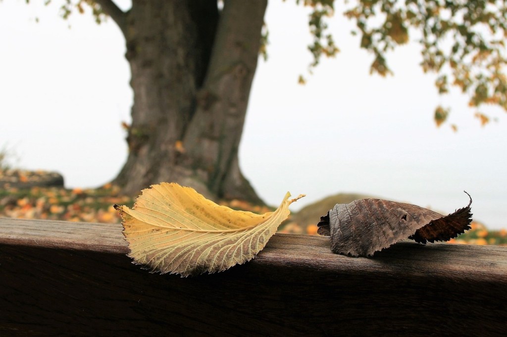 Silencios Abecedarios