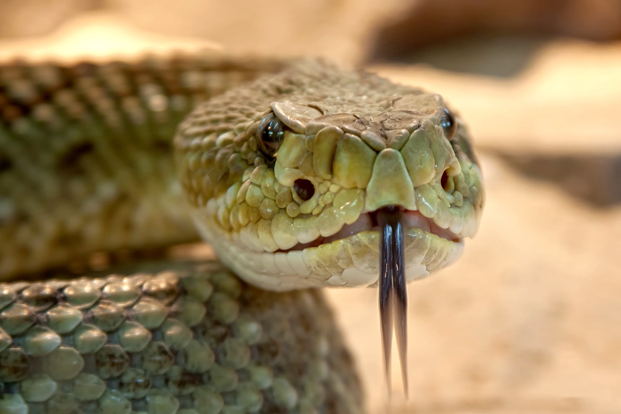 En el Año de la Serpiente
