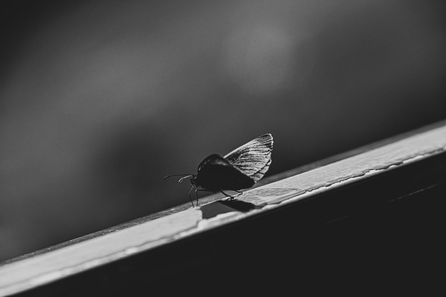 El Plan de la Mariposa