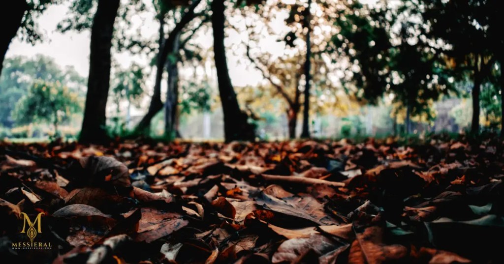 El Viento a Placer o a&nbsp;Voluntad